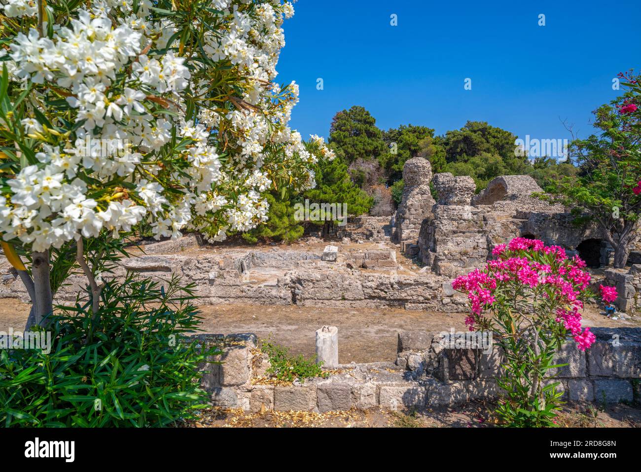 View of Ancient Agora and flowering trees, Kos Town, Kos, Dodecanese, Greek Islands, Greece