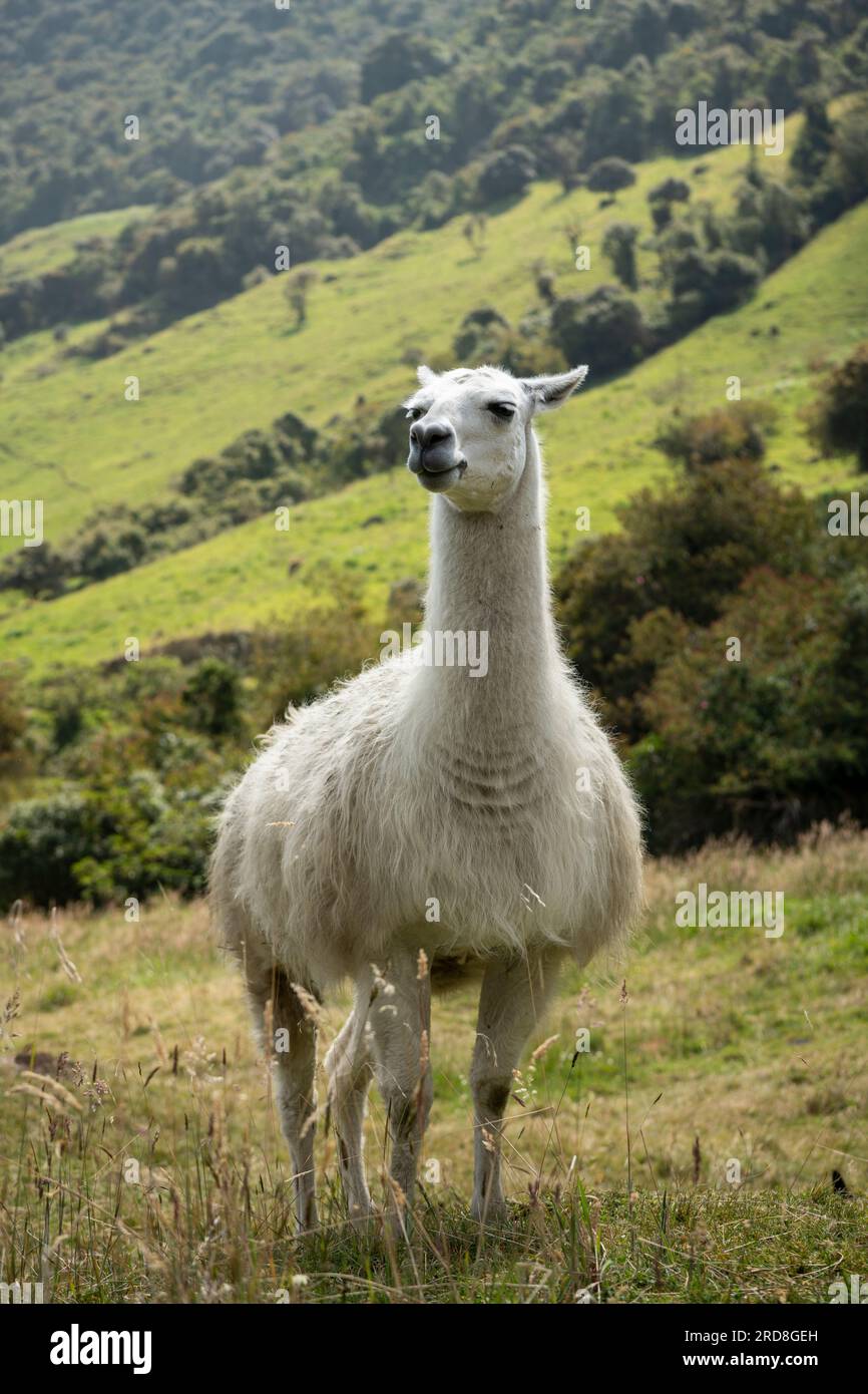 Llama, Termas de Papallacta, Napo, Ecuador, South America Stock Photo