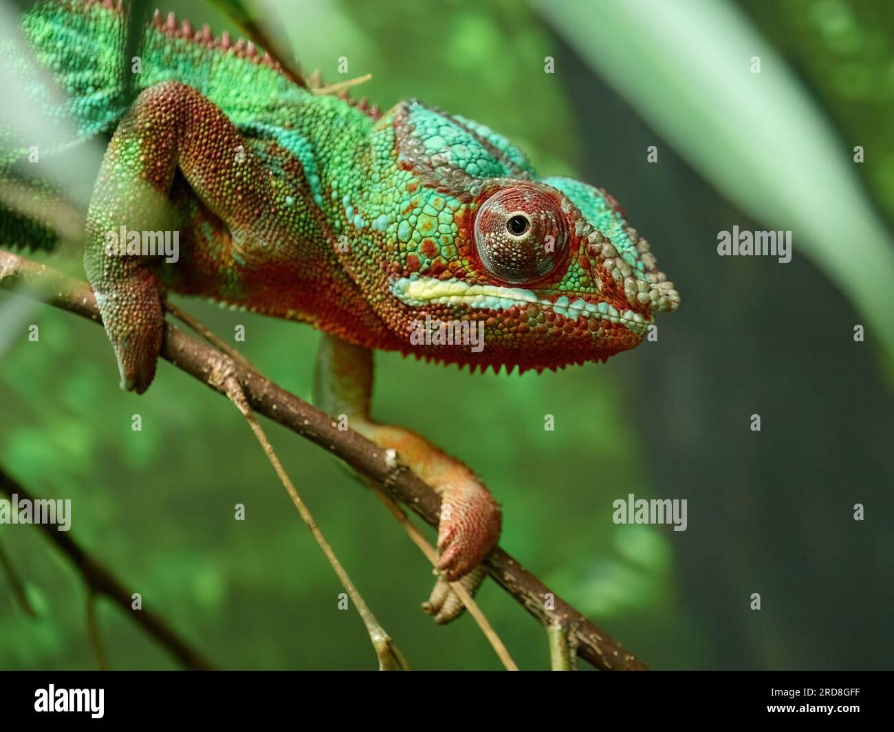 Panther chameleon (Furcifer pardalis) in its natural environment Stock Photo
