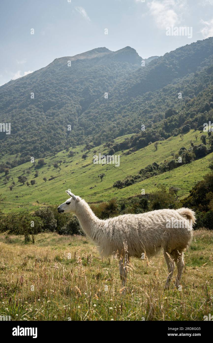 Llama, Termas de Papallacta, Napo, Ecuador, South America Stock Photo