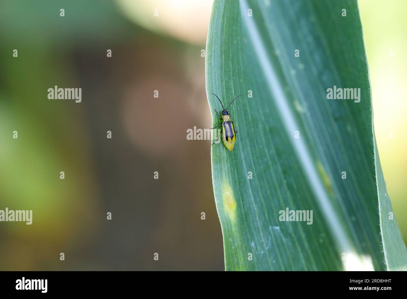 The Western corn rootworm Diabrotica virgifera is one of the most important pest. Corn rootworm