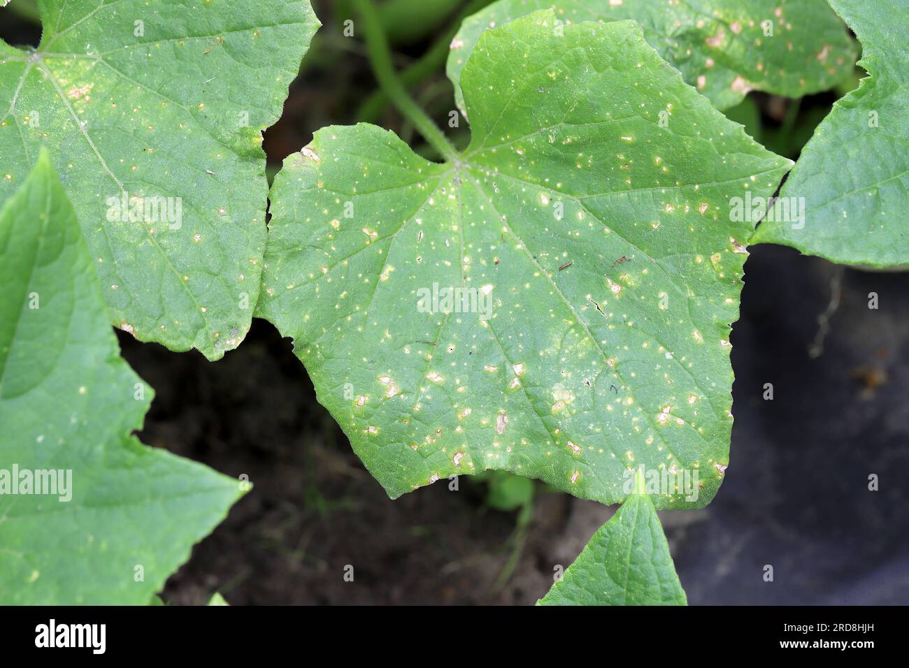 Cucumber leaves affected by downy mildew close-up. Cucumber disease Peronosporosis or False powdery mildew. Leaf with yellow spots. Stock Photo