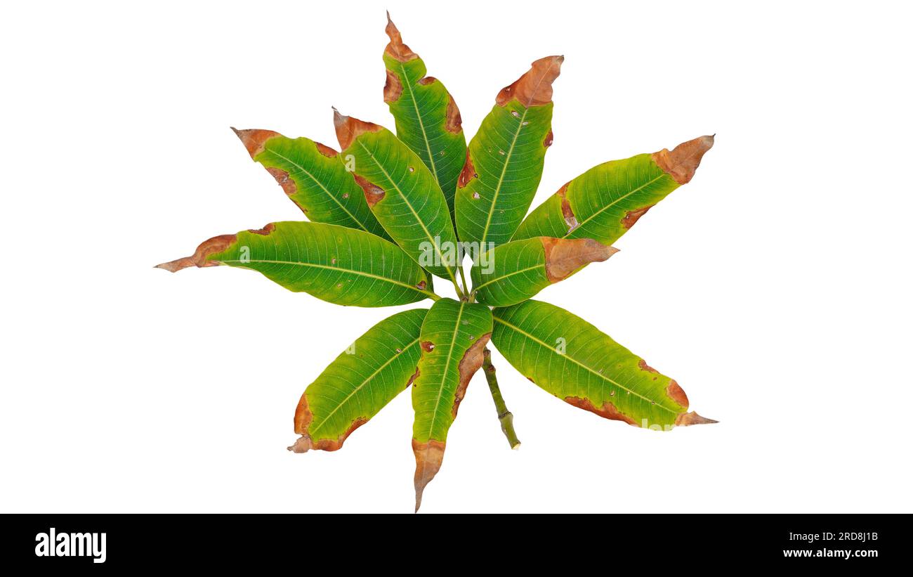 Blight diseases Mango leaves isolate on white background Stock Photo