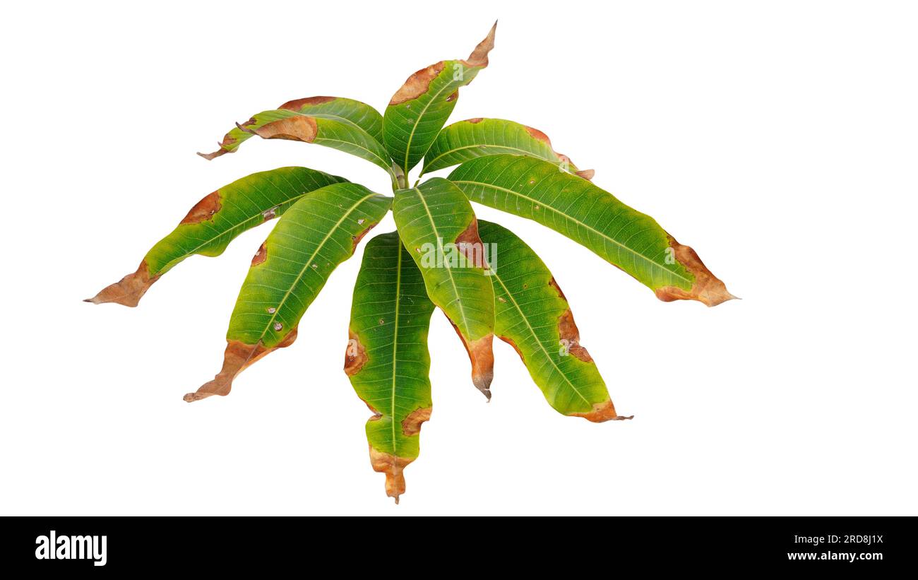 Blight diseases Mango leaves isolate on white background Stock Photo