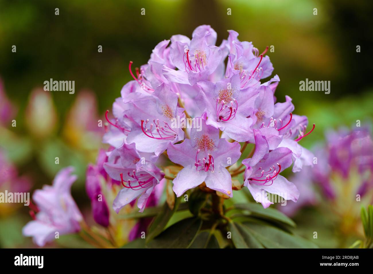 Nature's Pink Splendor: Azalea Flowers Flourish in the Backyard Stock ...
