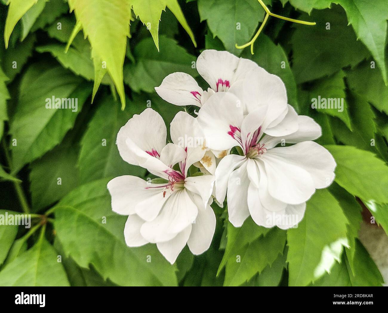 Ivy geranium flower. Macro view Stock Photo