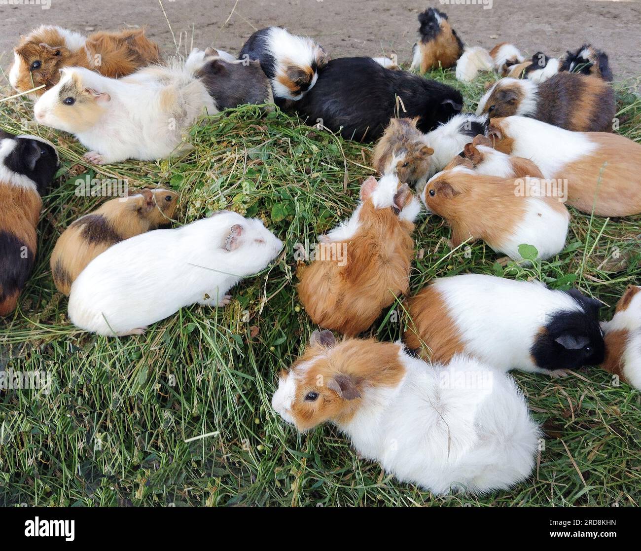 Group of guinea pigs. A lot of guinea pigs Stock Photo Alamy