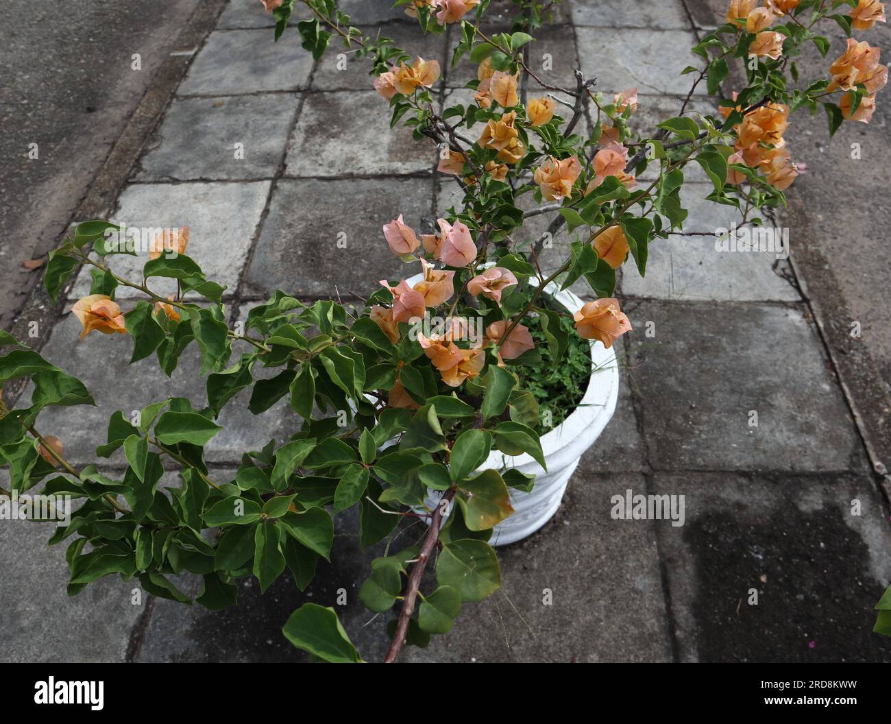 An orange color flower bearing Bougainvillea flower plant growing in a cement pot on a roadside Stock Photo