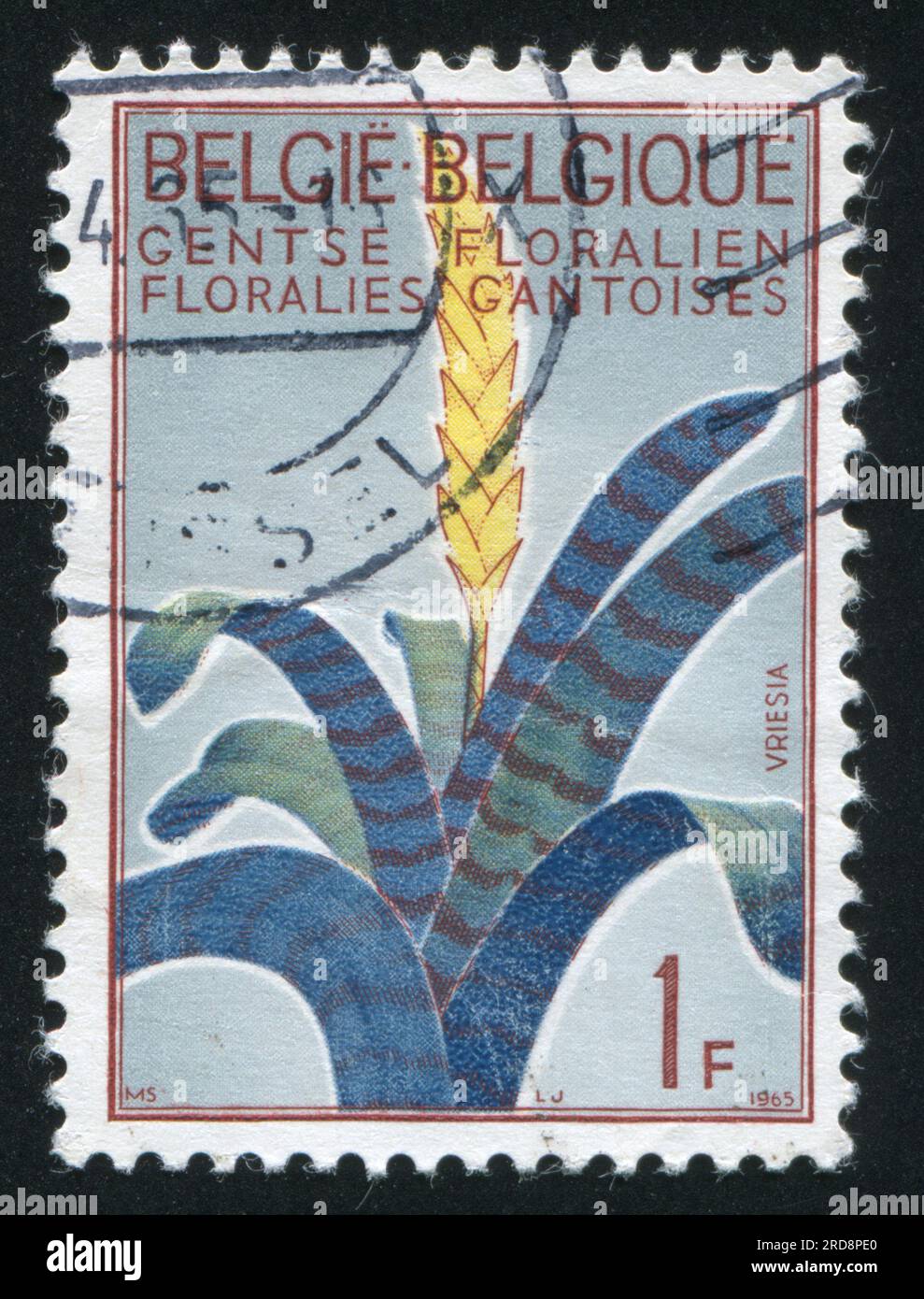 RUSSIA KALININGRAD, 20 OCTOBER 2015: stamp printed by Belgium, shows Vriesia, circa 1965 Stock Photo