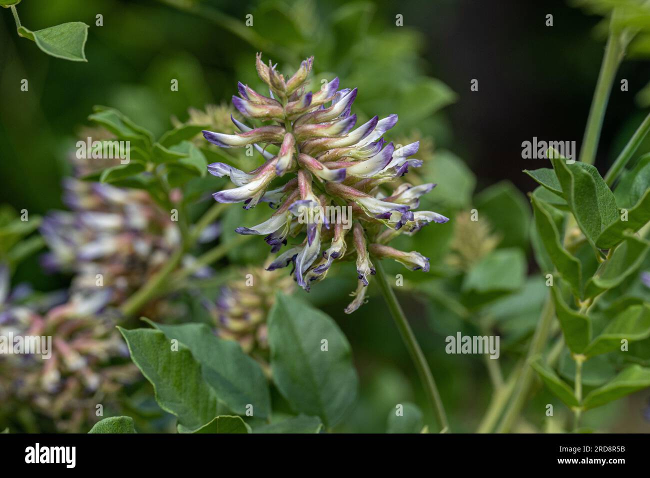 A Licorice (Glycyrrhiza glabra) in flower. Botanical garden Freiburg