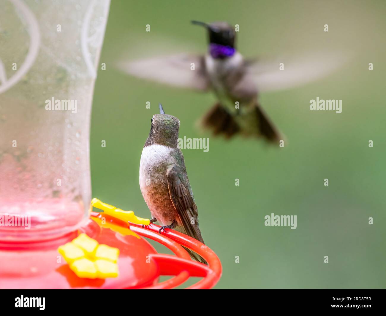 A pair of black-chinned hummingbirds, Arcgilochus alexandri, in Madera
