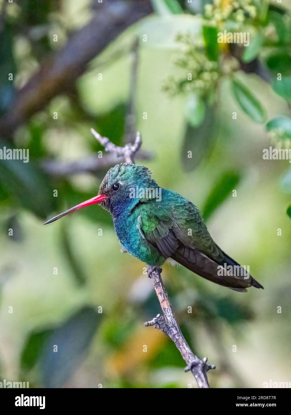 An adult male broad-billed hummingbird, Cynanthus latirostris magicus