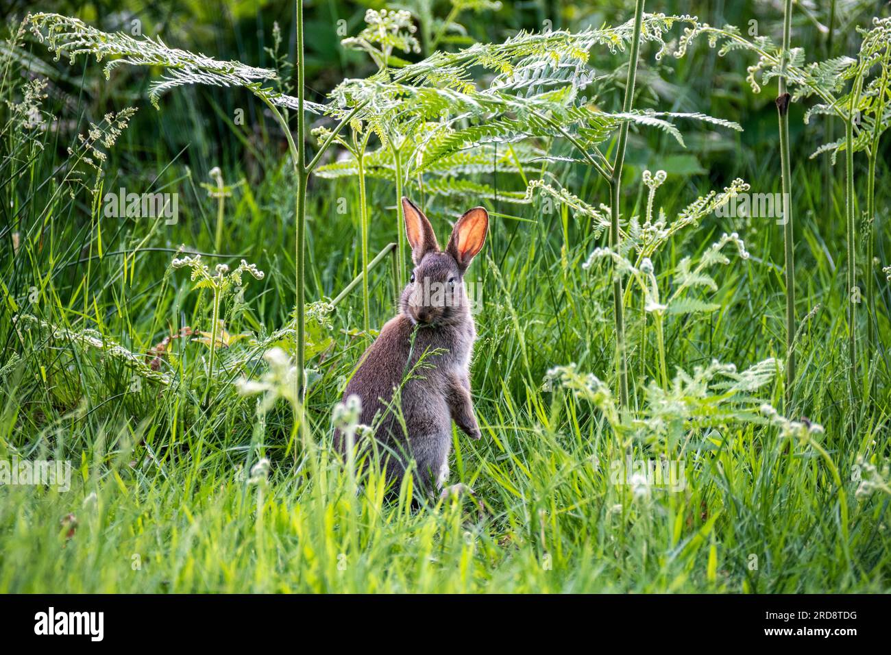 London park royal hi-res stock photography and images - Alamy