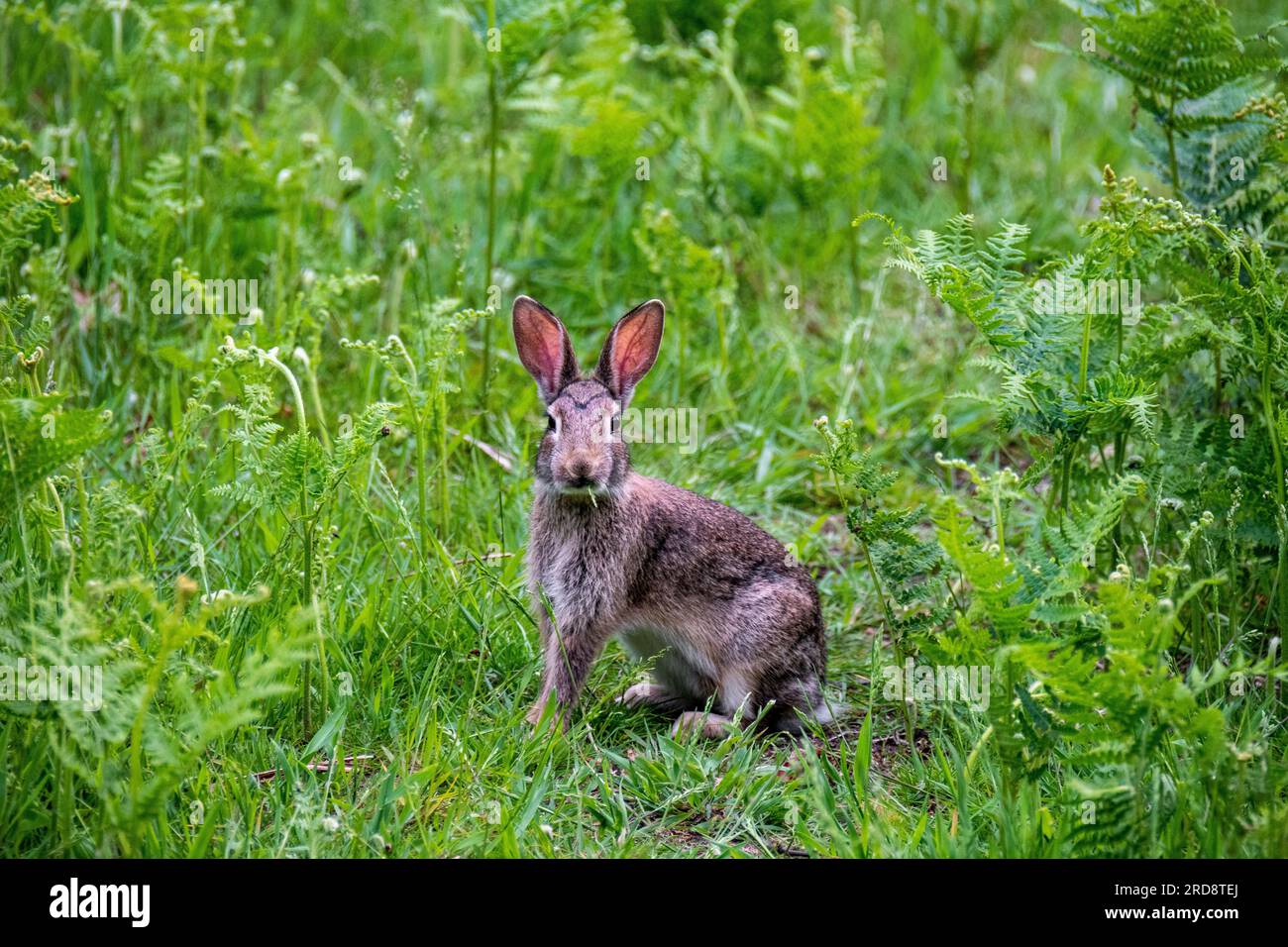 Rabbit, Richmond Park, London, U.K Stock Photo - Alamy