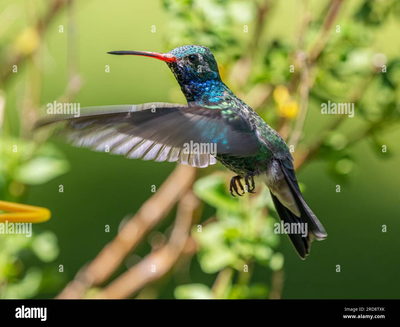 An adult male broad-billed hummingbird, Cynanthus latirostris magicus