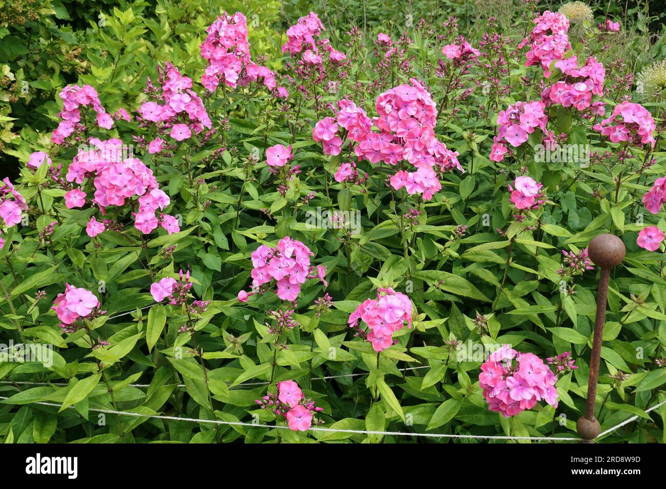 Closeup of the pink flowering herbaceous perennial garden plant phlox paniculata otley choice. Stock Photo