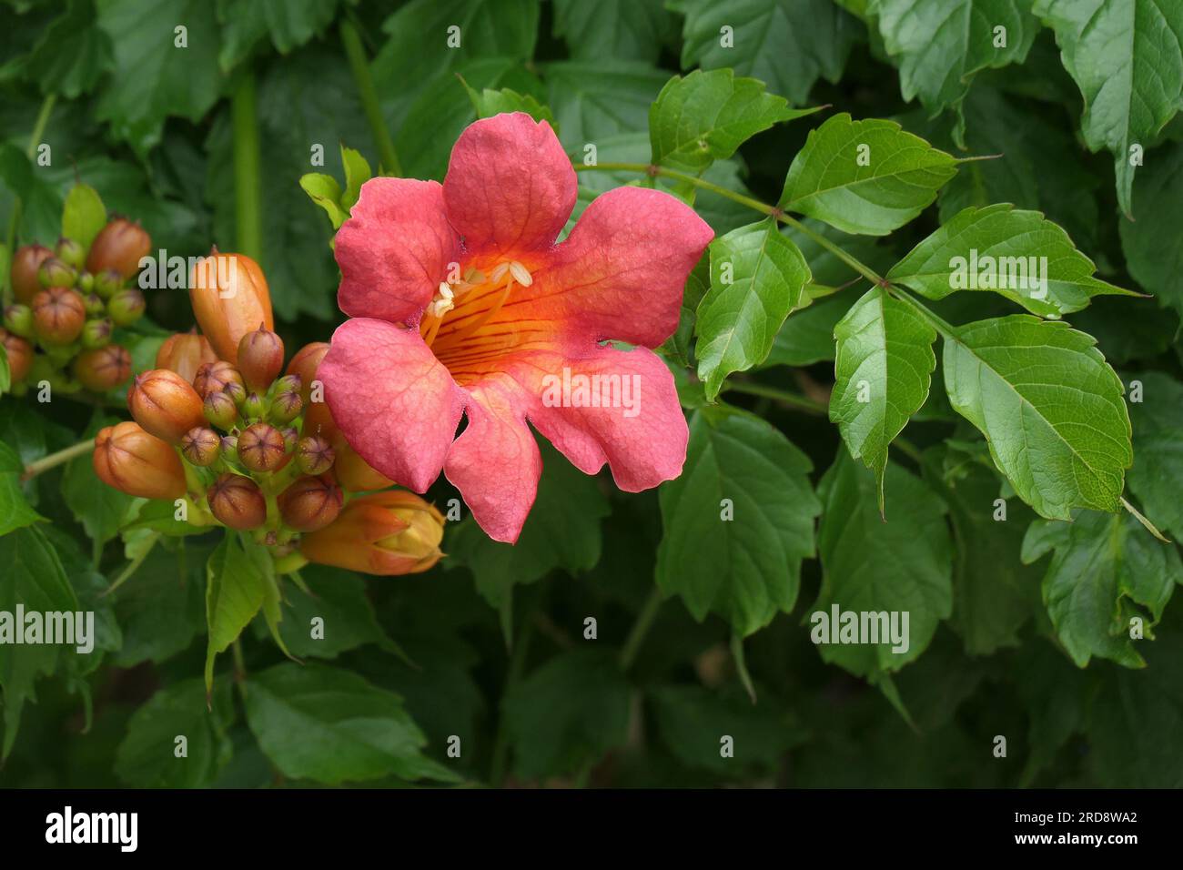Closeup of the flower and leaves of the garden climbing plant campsis x tagliabuana madame galen. Stock Photo