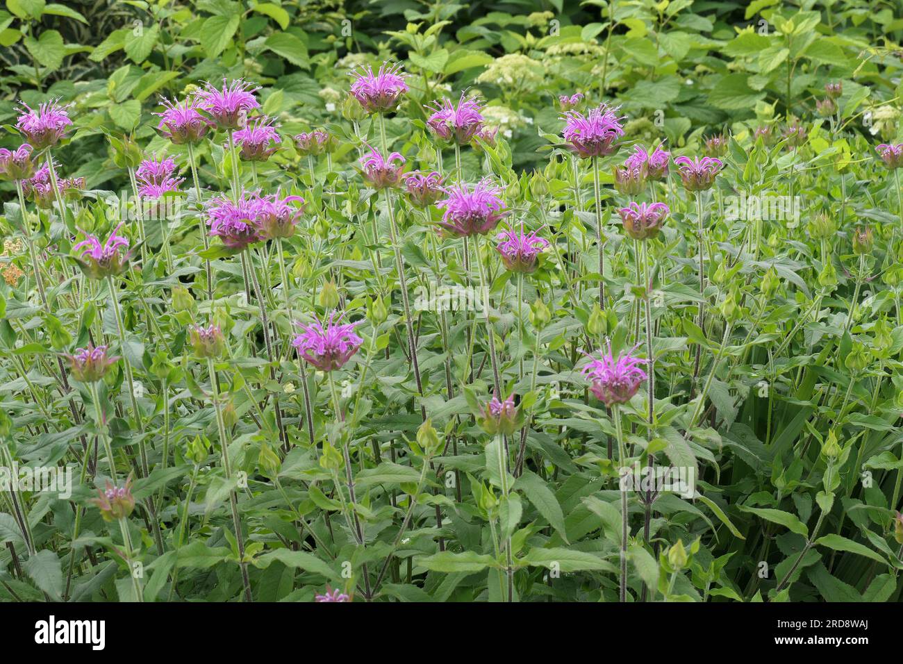 Closeup of the violet flowering garden herbaceous perennial monarda violet queen or bergamot. Stock Photo
