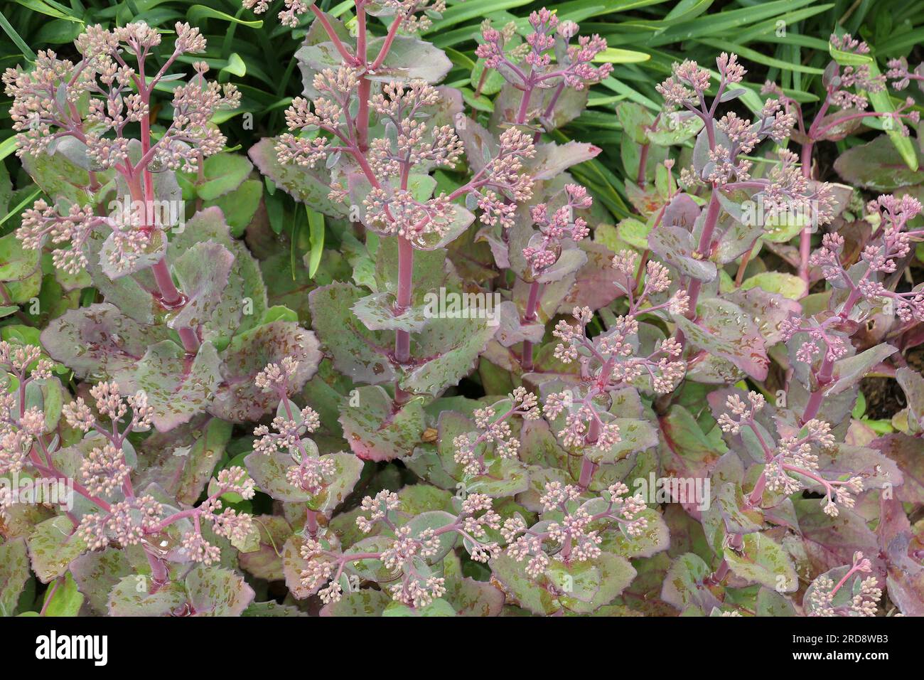 Closeup of the pink flower buds of the garden stonecrop hylotelephium matrona or sedum. Stock Photo