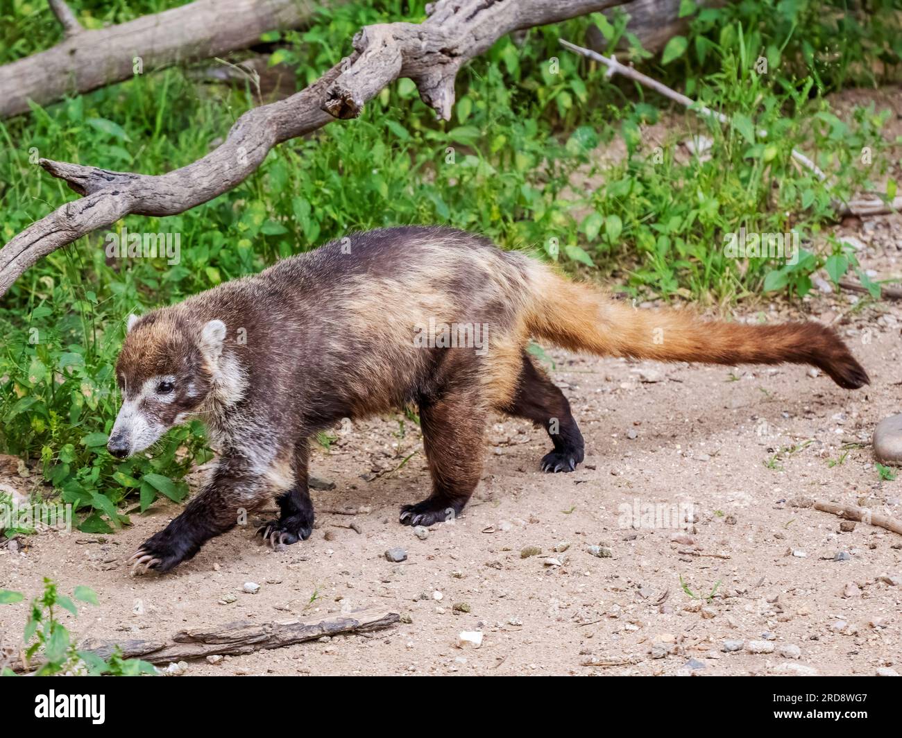 White Nosed Coati Nasua Narica White Nosed Coati Animal ATLG
