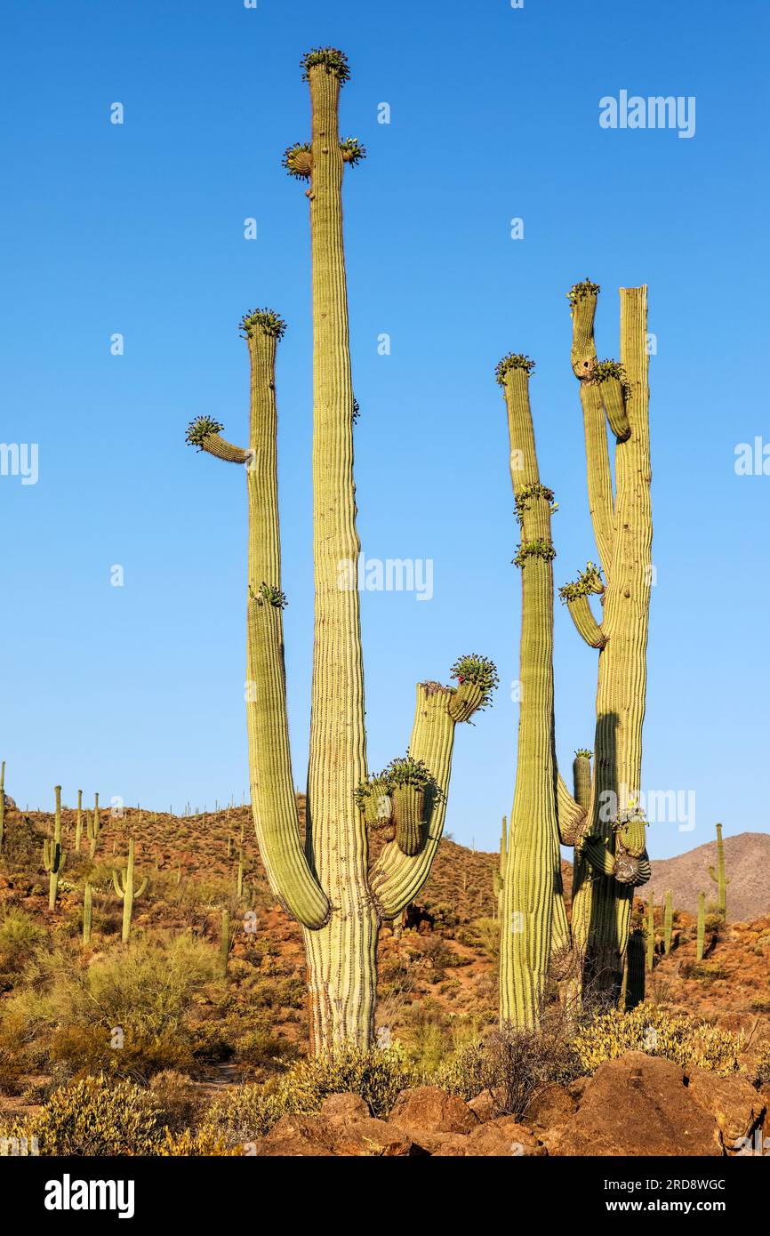 Fruiting saguaro cactus, Carnegiea gigantea, in bloom in June, Sweetwater Preserve, Tucson, Arizona. Stock Photo