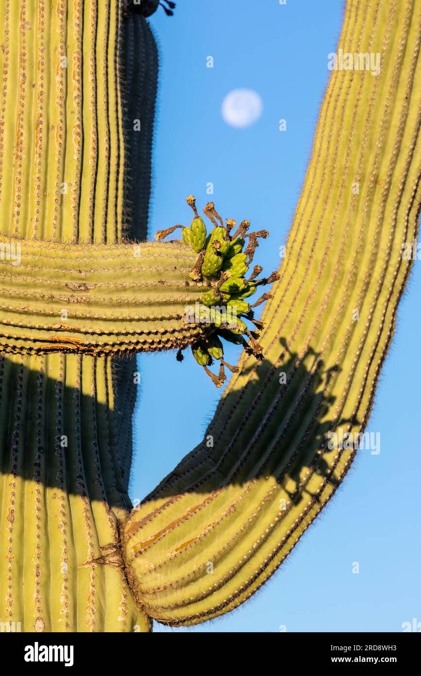 Saguaro cactus, Carnegiea gigantea, photographed under a waning moon in the Sweetwater Preserve, Tucson, AZ. Stock Photo