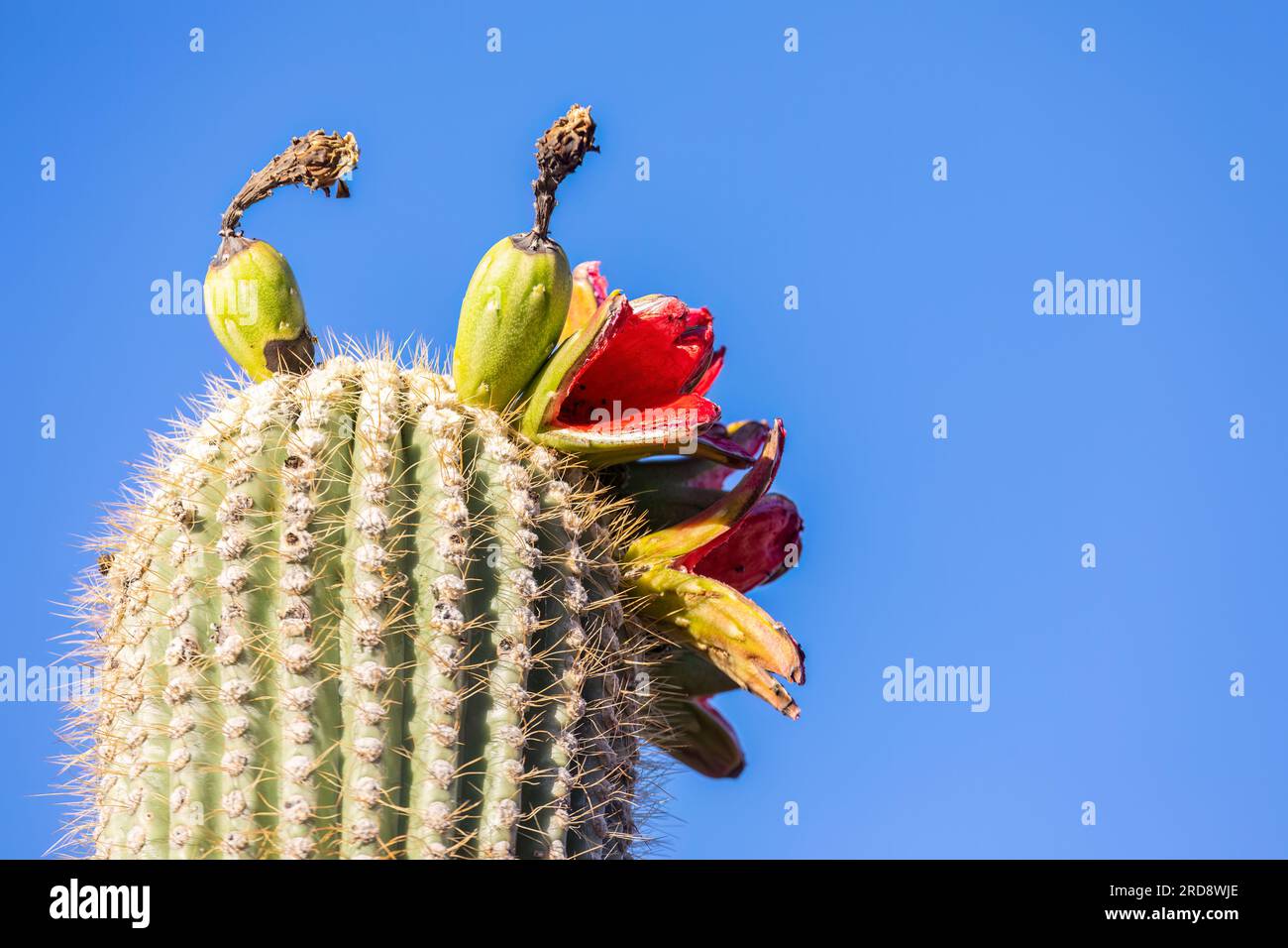 Fruiting saguaro cactus, Carnegiea gigantea, in bloom in June, Sweetwater Preserve, Tucson, Arizona. Stock Photo