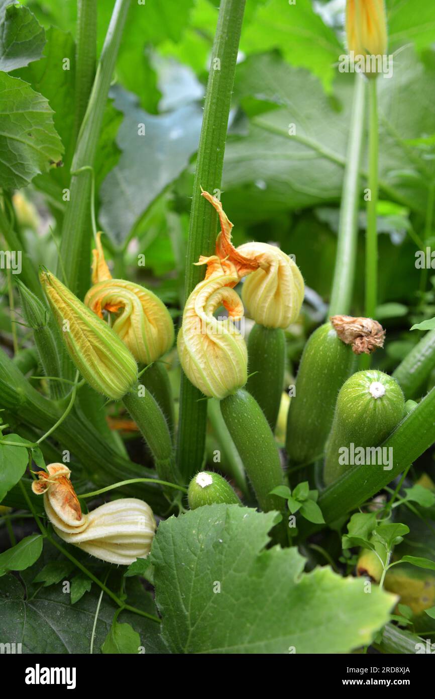 Courgette with fruits, flowers and leaves growing on the land Stock