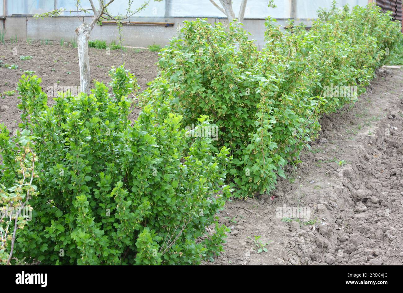 In spring, berry bushes grow in the orchard Stock Photo - Alamy