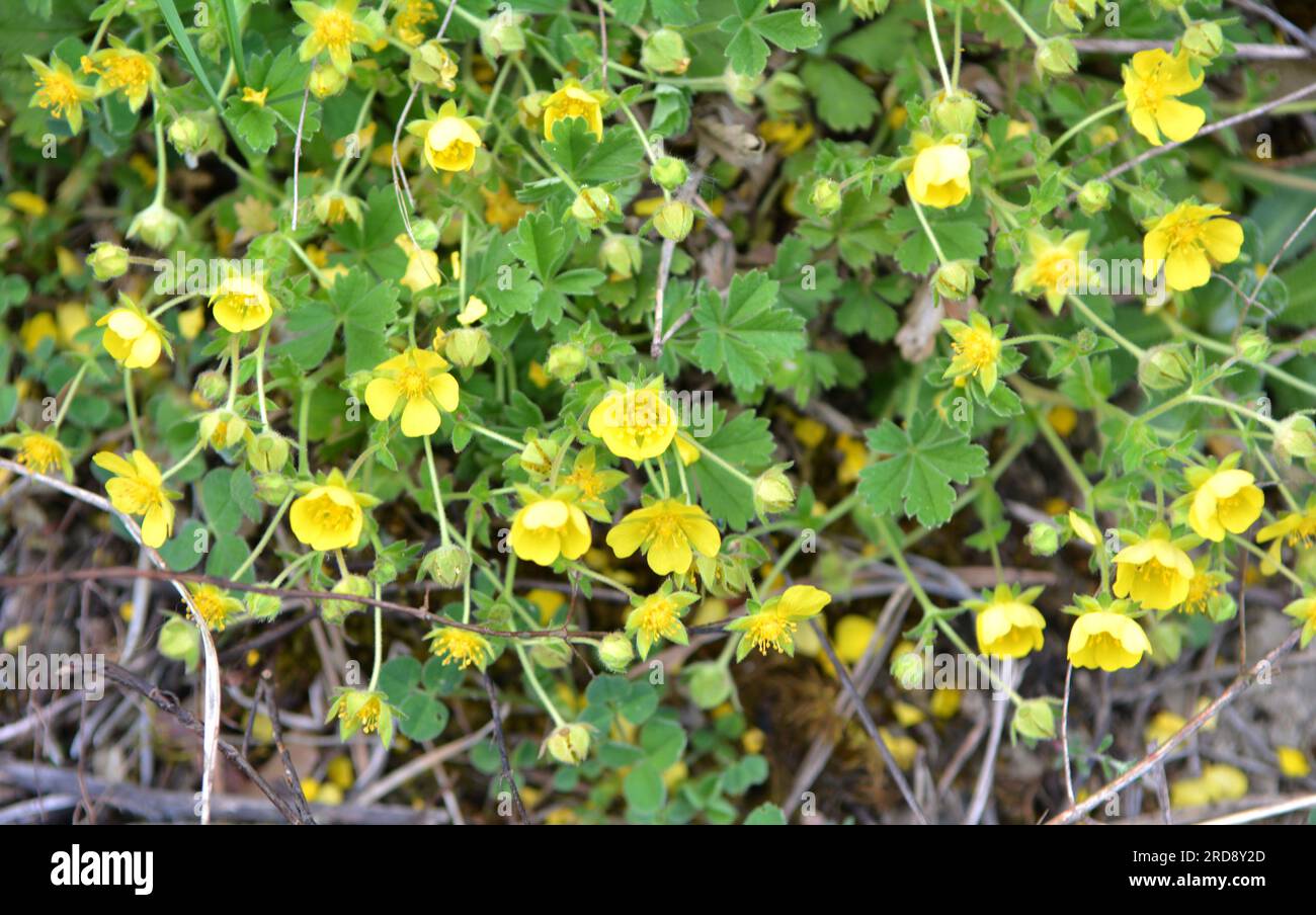 In spring, potentilla grows in the wild Stock Photo