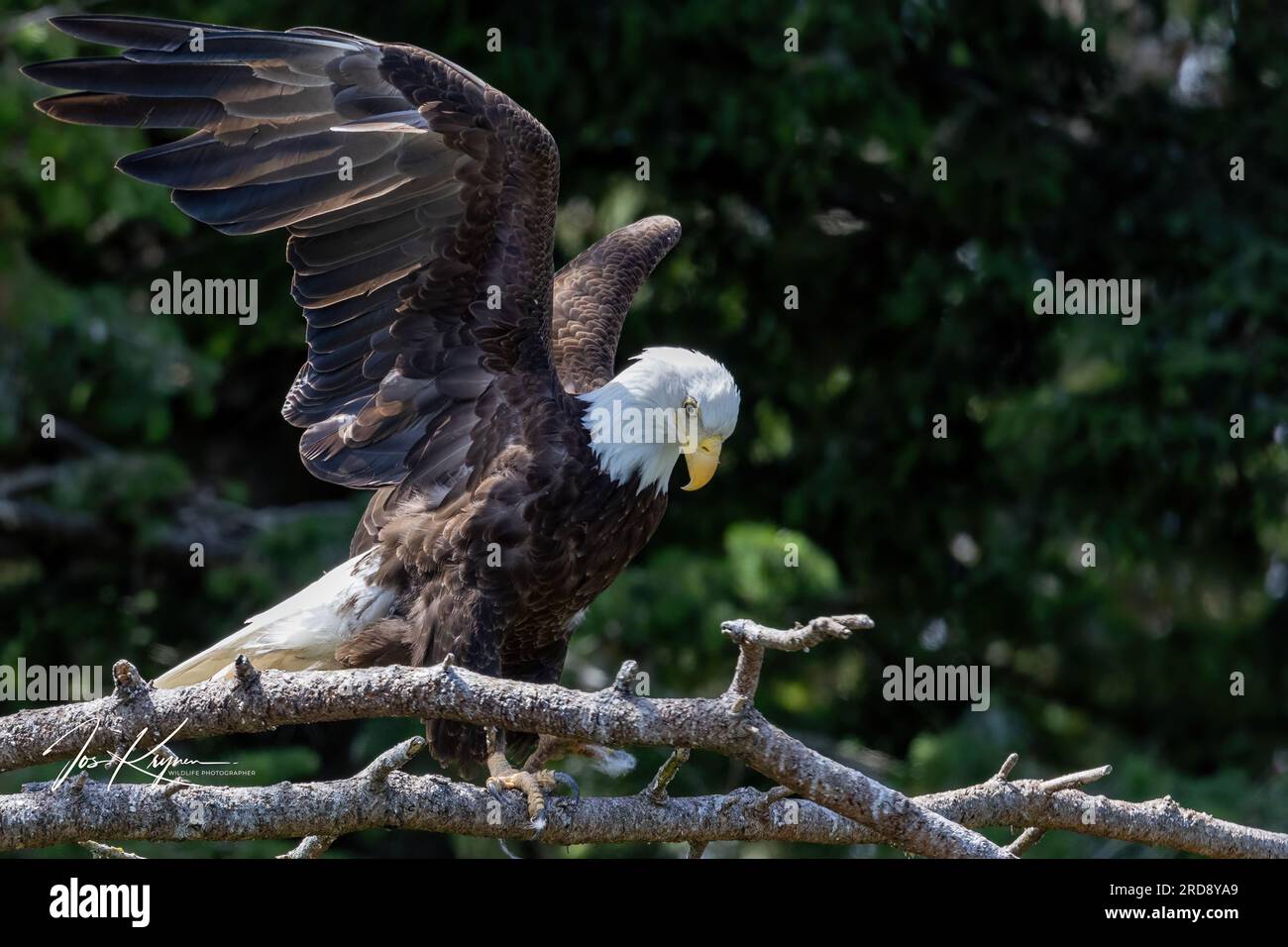 Peeagle Peekaboo Bald Eagle Stock Photo - Alamy