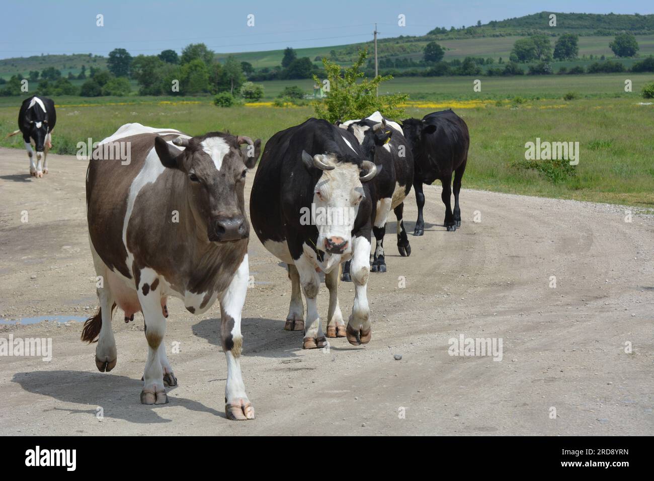 On a village street, cattle from a private farm return home from grazing. Stock Photo