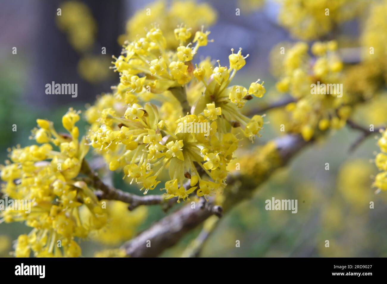 In spring cornel is real (Cornus mas) blooms in the wild Stock Photo ...