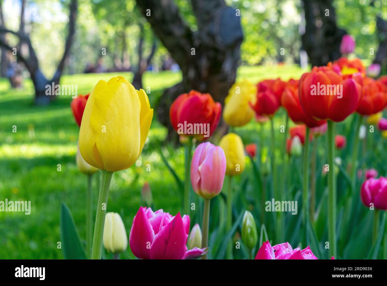 Multicolored Gesner's tulips in the city park. Spring flowering tulips. Stock Photo