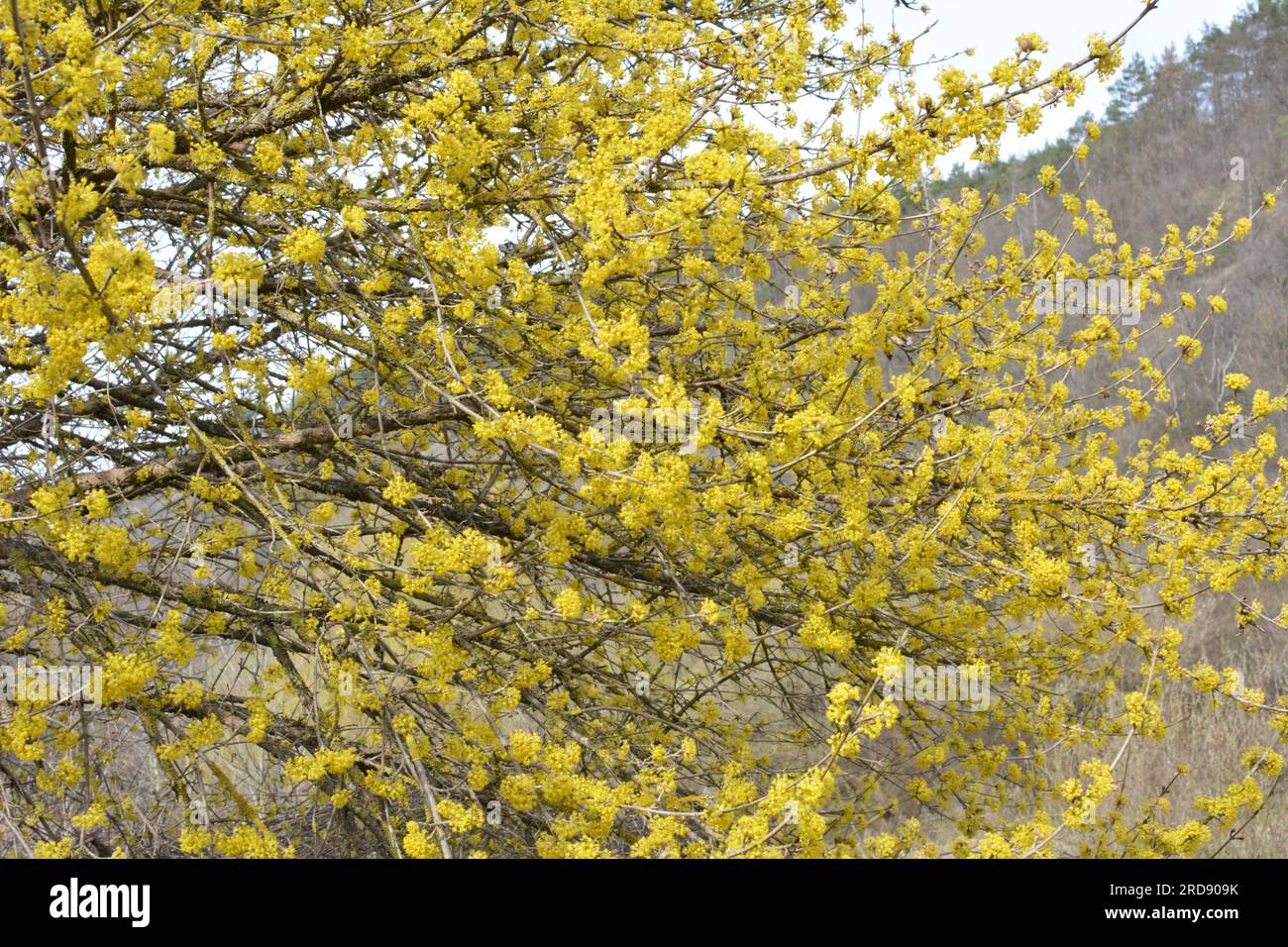 In spring cornel is real (Cornus mas) blooms in the wild Stock Photo ...