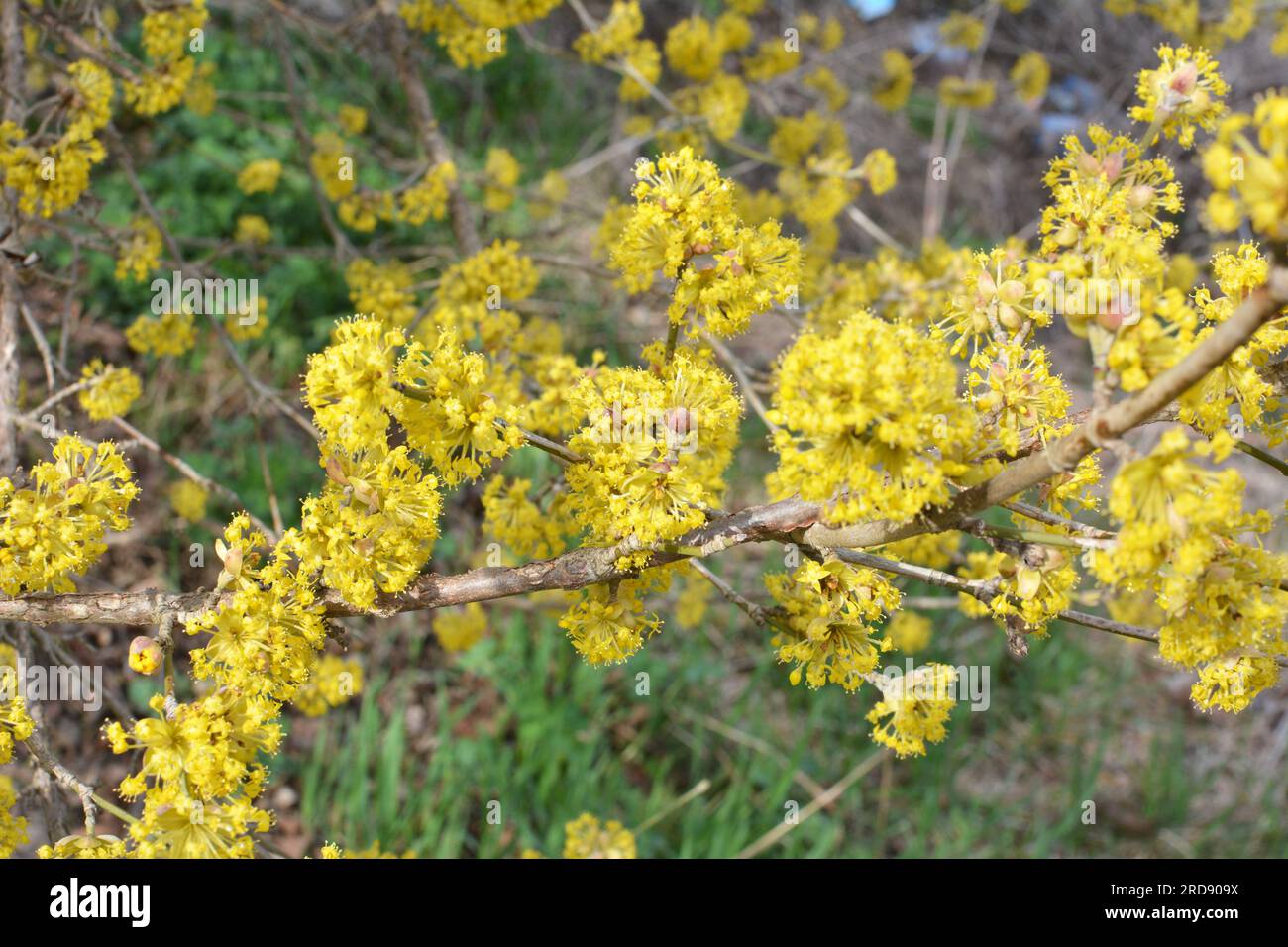 In spring cornel is real (Cornus mas) blooms in the wild Stock Photo ...