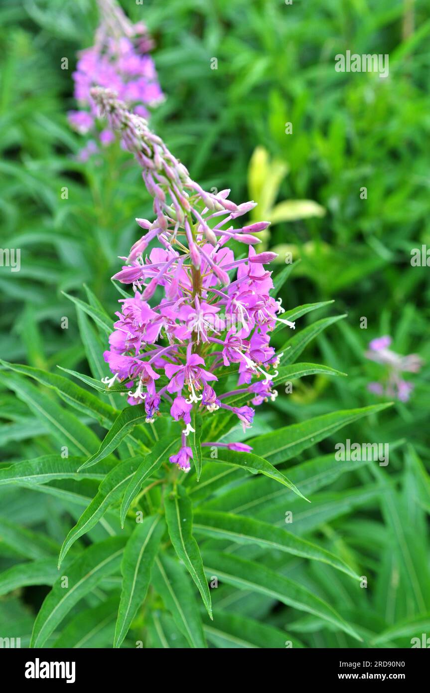 Botany Fireweed Epilobium Angustifolium Hi res Stock Photography And botany-fireweed-epilobium-angustifolium-hi-res-stock-photography-and