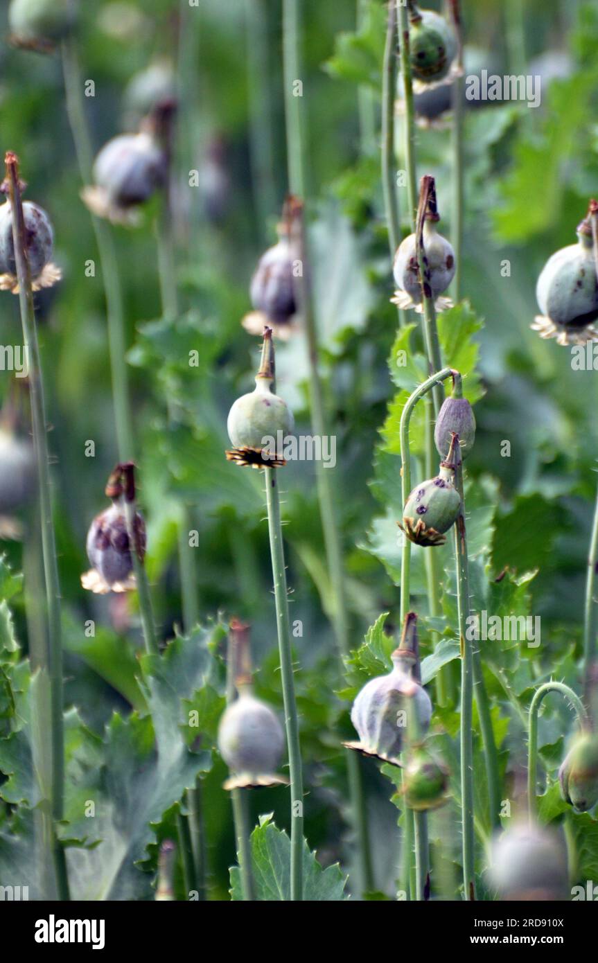 In a neglected area of the garden immature poppy heads, from which addicts extracted opium Stock Photo