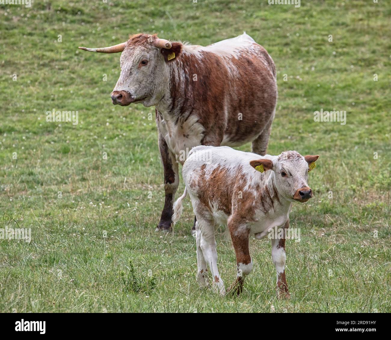 Longhorn cattle, Knepp estate, West Sussex Stock Photo
