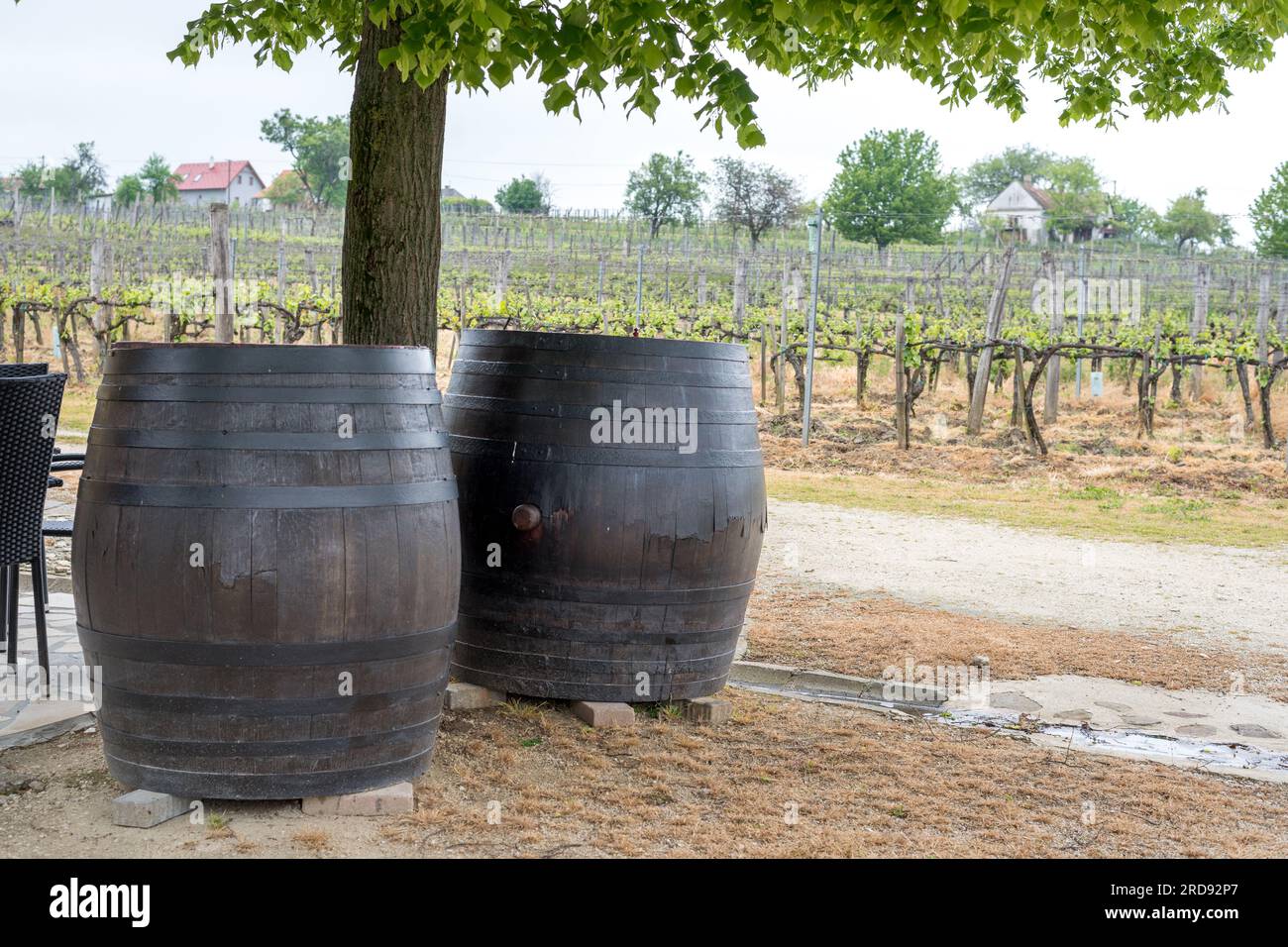 two large wine barrels under a tree, vineyard in the background. Stock Photo