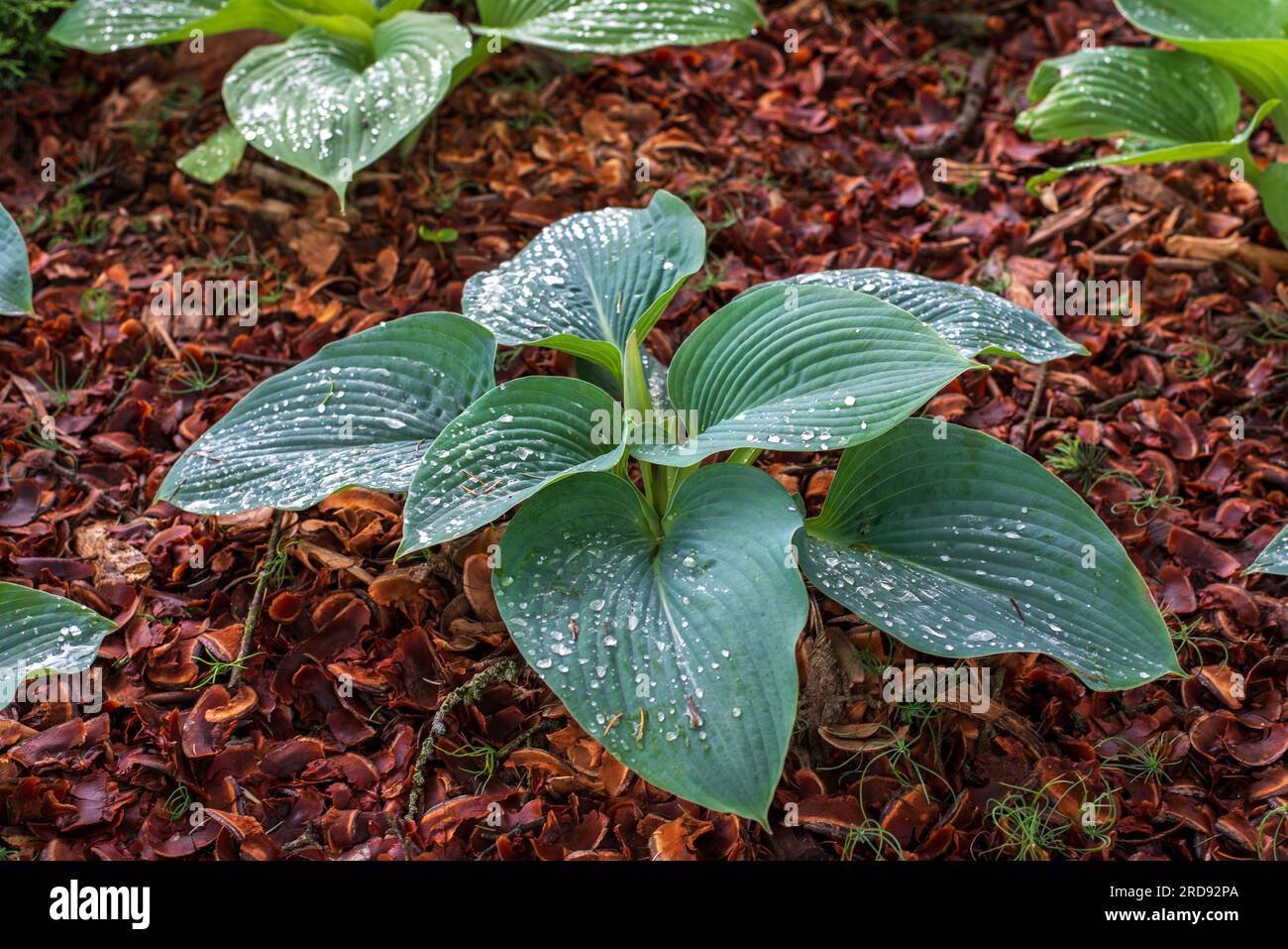 Hosta. Hosta growing in a shade garden Stock Photo Alamy