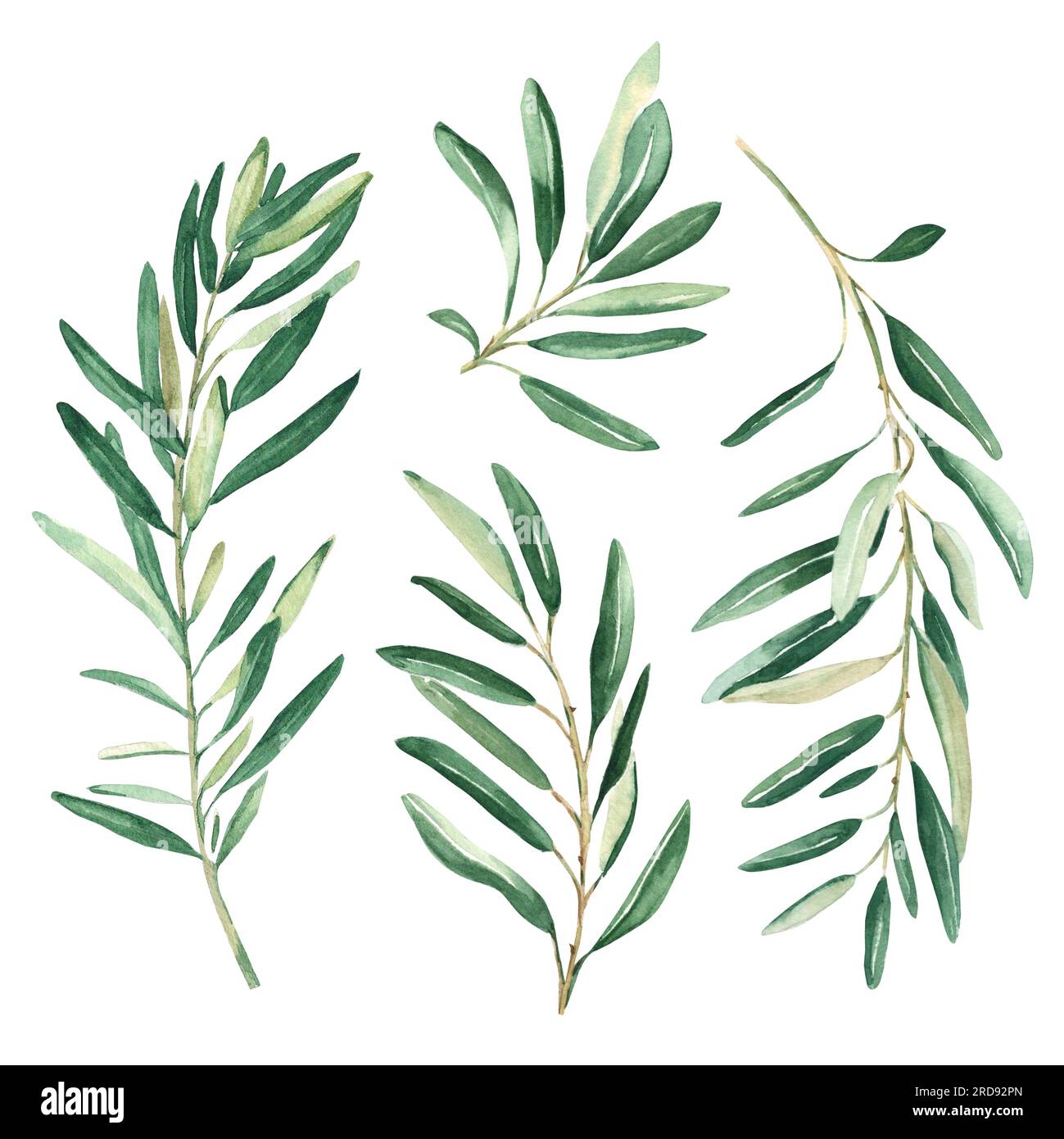 Olive branches set isolated on white background. Watercolor hand drawn ...