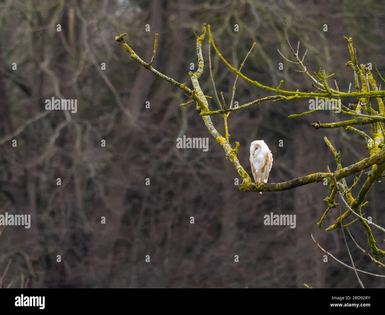 A Barn Owl (Tyto alba) perched in a tree. Stock Photo
