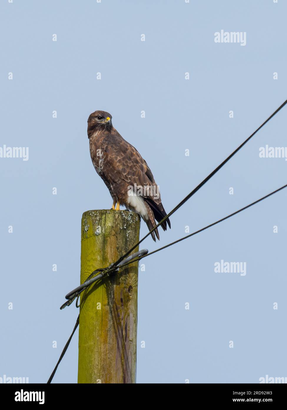 A common buzzard (Buteo buteo), perched on a telephone pole. Stock Photo
