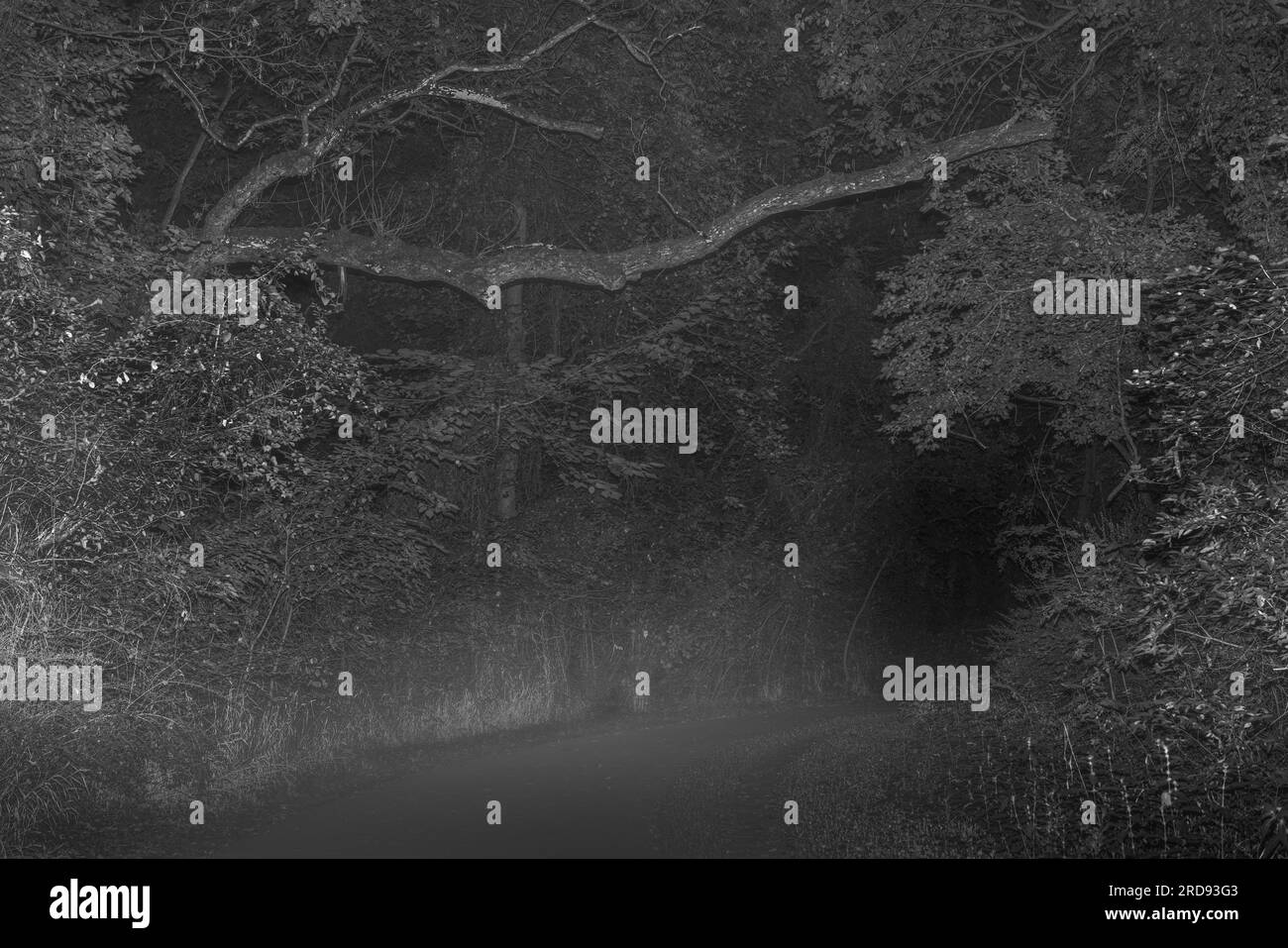 Ominous low hanging tree branch in woods Stock Photo Alamy