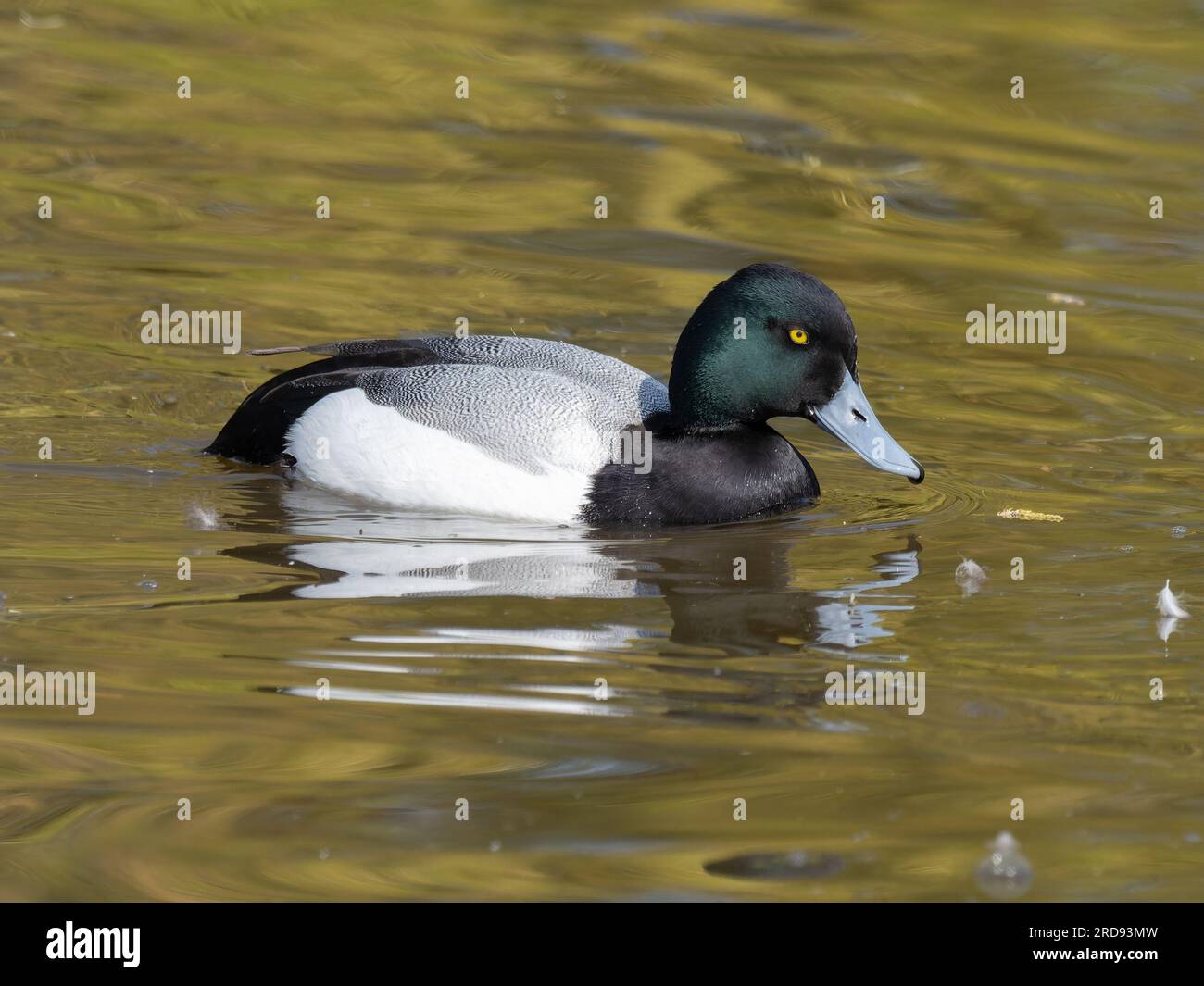 A male greater scaup (Aythya marila), also known as bluebill in North America, swimming on a lake. Stock Photo