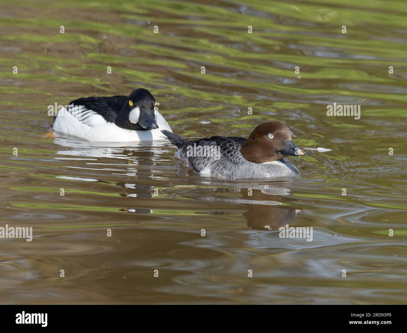 A pair of common goldeneye ducks, Bucephala clangula, swimming of a pond. Stock Photo