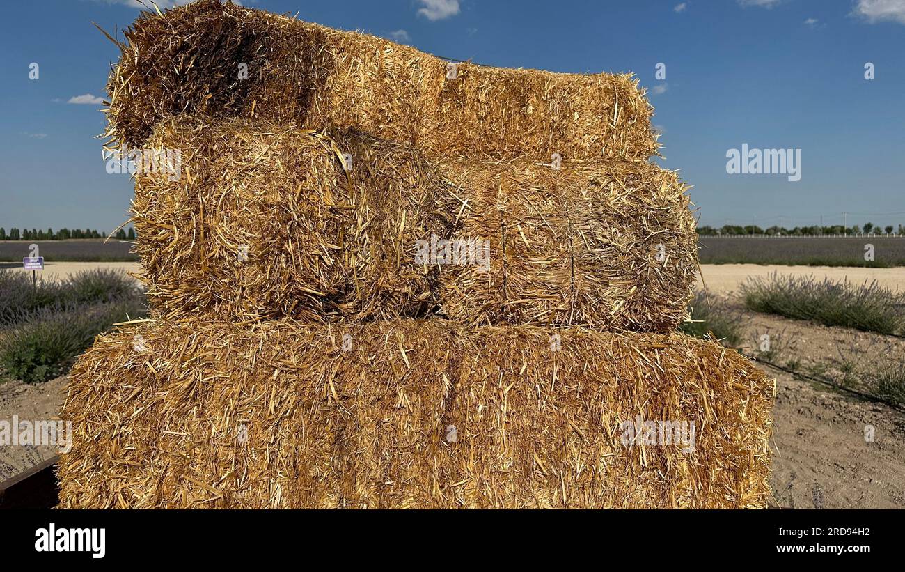 Pile of square bales of straw. Wheat gold hay in field. Bales of hay with a cloudy sky Stock