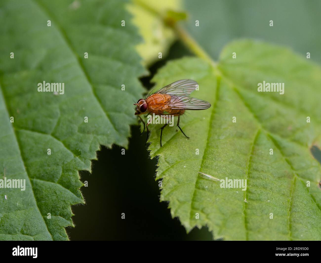 Phaonia pallida, the muscid fly or orange muscid fly, perched on a bramble leaf. Stock Photo