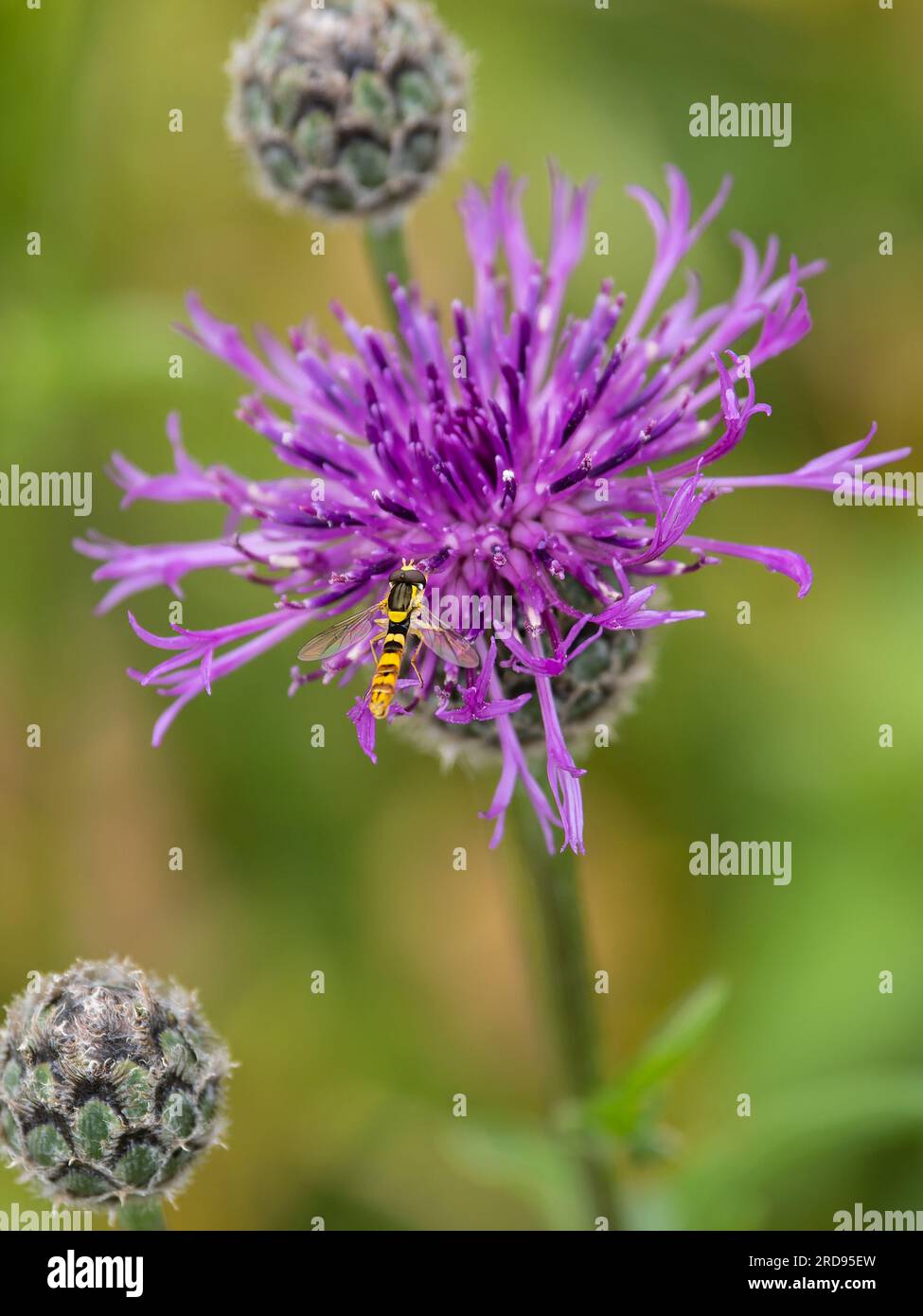 Sphaerophoria scripta, the long hoverfly, perched on a knapweed flower. Stock Photo